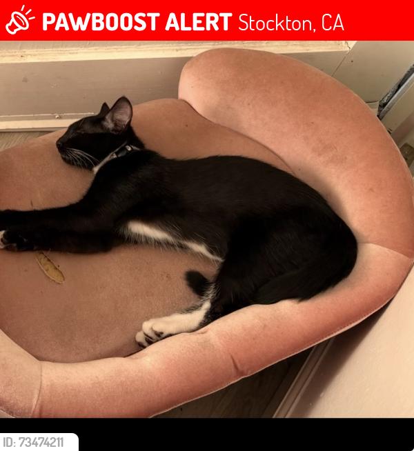 Lost Female Cat last seen Between Harrison Street and Eden Street on W. Harding Way, Stockton, CA 95204