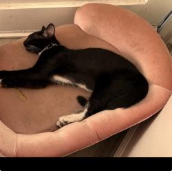 Lost Female Cat last seen Between Harrison Street and Eden Street on W. Harding Way, Stockton, CA 95204