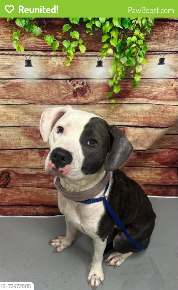 Reunited Unknown Dog last seen Located at Rockdale County Animal Service, 1506 Rockbridge Road, Conyers, GA 30012, Conyers, GA 30012