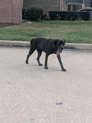 Found/Stray Female Dog last seen Breezeway lane in shadow creek heading towards the bayou, Pearland, TX 77584