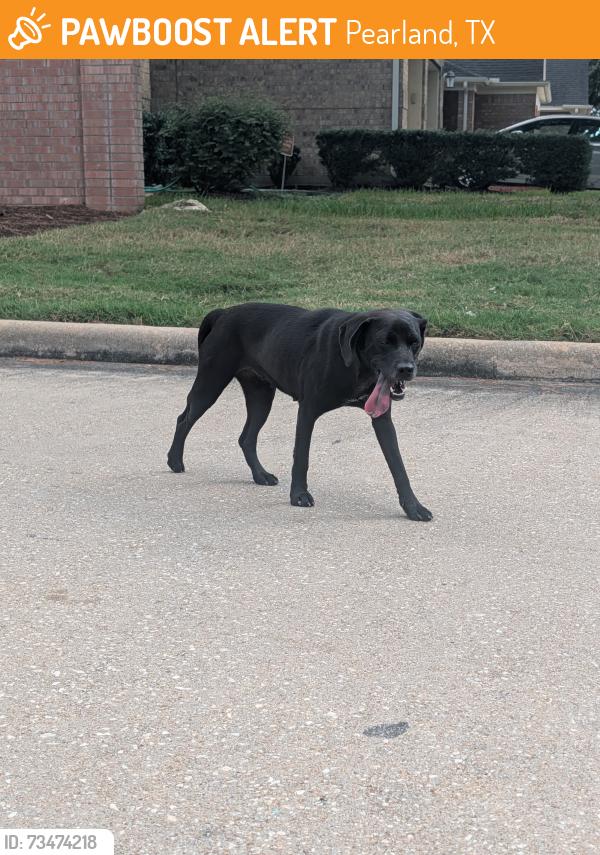Found/Stray Female Dog last seen Breezeway lane in shadow creek heading towards the bayou, Pearland, TX 77584