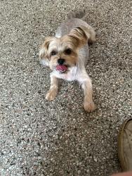 Lost Female Dog last seen Dania beach blvd., Dania Beach, FL 33004