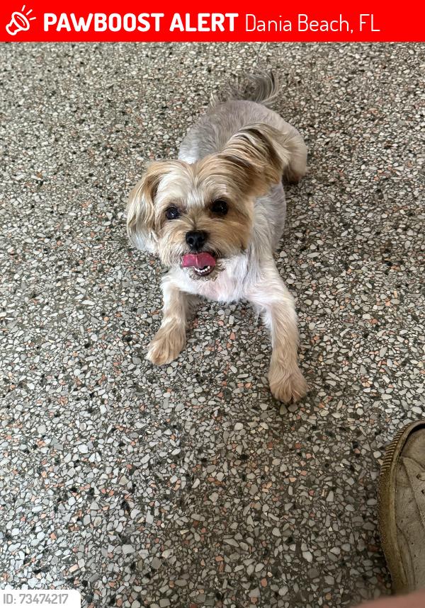 Lost Female Dog last seen Dania beach blvd., Dania Beach, FL 33004