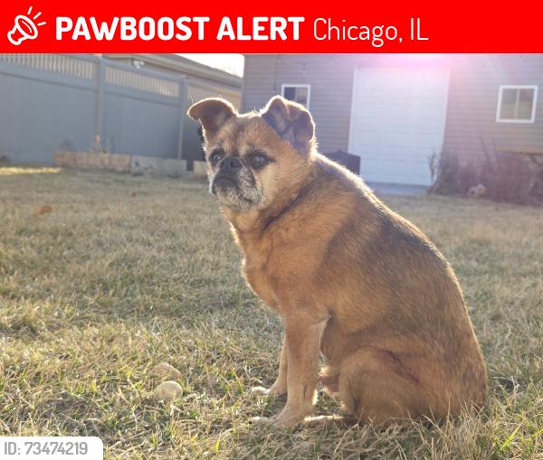 Lost Male Dog last seen berwyn and meade, Chicago, IL 60630