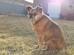 Lost Male Dog last seen berwyn and meade, Chicago, IL 60630