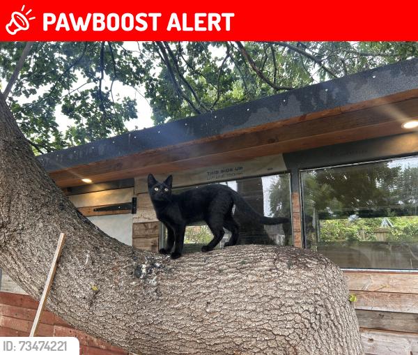 Lost Male Cat last seen Alexander palace, Greater London, England N22 7BJ