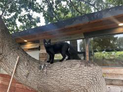 Lost Male Cat last seen Alexander palace, Greater London, England N22 7BJ