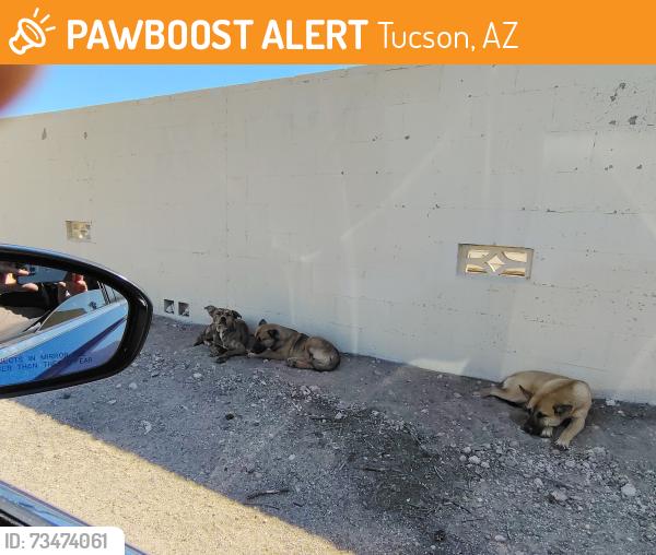 Found/Stray Unknown Dog last seen Cambell and Irvington, Tucson, AZ 85706