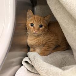 Shelter Stray Male Cat last seen Tribeca Dr & Parmenter St, Middleton, City of, WI, 5132 Voges Rd, Madison, WI 53718, USA