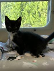 Shelter Stray Male Cat last seen Near Northeast Expy Atlanta, 30345, 30345, GA, 3280 Chamblee Dunwoody Rd, Chamblee, GA 30341, USA