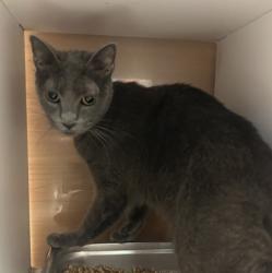 Shelter Stray Female Cat last seen Near Mall Pkwy Stonecrest, GA 30038, 30038, GA, 3280 Chamblee Dunwoody Rd, Chamblee, GA 30341, USA