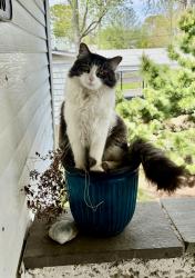Reunited Male Cat last seen Chesapeake Ave, Middle River, MD 21220