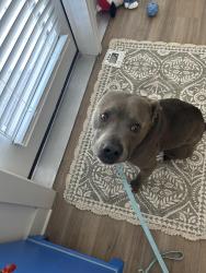 Found/Stray Male Dog last seen Marathon Village, Nashville, TN 37203