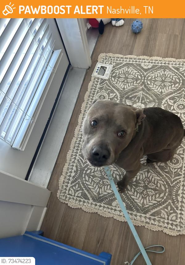 Found/Stray Male Dog last seen Marathon Village, Nashville, TN 37203