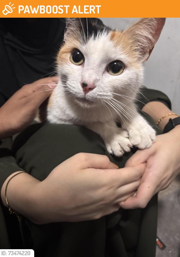 Found/Stray Female Cat last seen Norman Road, West Midlands, England 