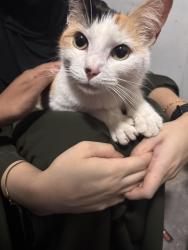Found/Stray Female Cat last seen Norman Road, West Midlands, England 