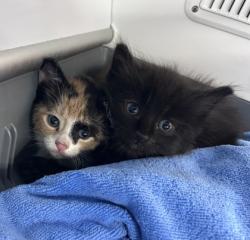 Shelter Stray Female Cat last seen in the hood of her car somewhere on MLK by walmart, New Bern City Limits, NC, 1639 Old Airport Rd, New Bern, NC 28562, USA