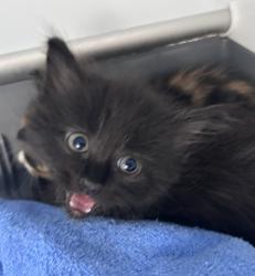 Shelter Stray Male Cat last seen in the hood of her car somewhere on MLK by walmart, New Bern City Limits, NC, 1639 Old Airport Rd, New Bern, NC 28562, USA