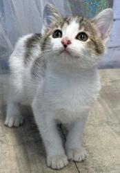 Shelter Stray Female Cat last seen Nichols Camp Rd, Caddo Parish, LA, 1500 Monty St, Shreveport, LA 71107, USA