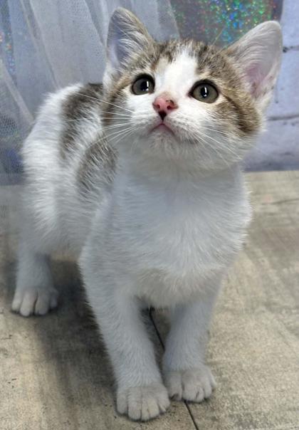 Shelter Stray Female Cat last seen Nichols Camp Rd, Caddo Parish, LA, 1500 Monty St, Shreveport, LA 71107, USA