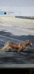 Found/Stray Female Dog last seen DeZavala and Indian woods, San Antonio, TX 78249