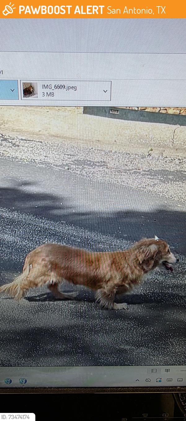 Found/Stray Female Dog last seen DeZavala and Indian woods, San Antonio, TX 78249