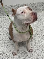 Shelter Stray Female Dog last seen Near marietta blvd, Atlanta, GA, 1251 Fulton Industrial Blvd NW, Atlanta, GA 30336, USA
