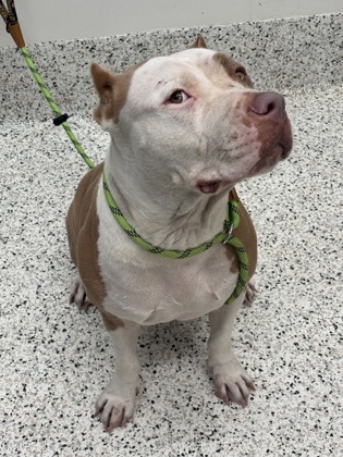 Shelter Stray Female Dog last seen Near marietta blvd, Atlanta, GA, 1251 Fulton Industrial Blvd NW, Atlanta, GA 30336, USA