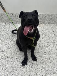 Shelter Stray Male Dog last seen Near Cleveland Avenue SW, Atlanta, GA, 1251 Fulton Industrial Blvd NW, Atlanta, GA 30336, USA