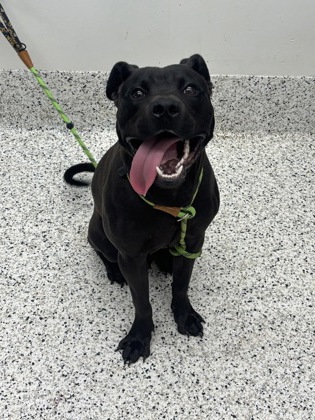 Shelter Stray Male Dog last seen Near Cleveland Avenue SW, Atlanta, GA, 1251 Fulton Industrial Blvd NW, Atlanta, GA 30336, USA