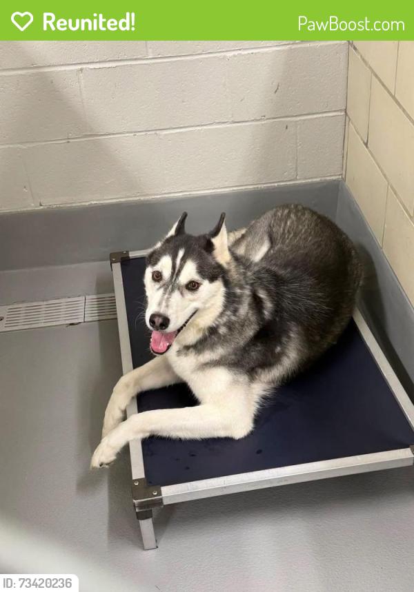 Reunited Unknown Dog last seen Located at Rockdale County Animal Service, 1506 Rockbridge Road, Conyers, GA 30012, Conyers, GA 30012