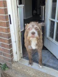 Reunited Male Dog last seen Dexter lane, Memphis, TN 38016