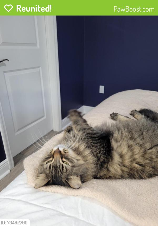 Reunited Female Cat last seen Victoria Hills Dr N & Briarbrook Way, DeLand, FL 32724