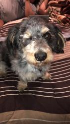 Lost Male Dog last seen Highland meadows, Seagoville, TX 75159