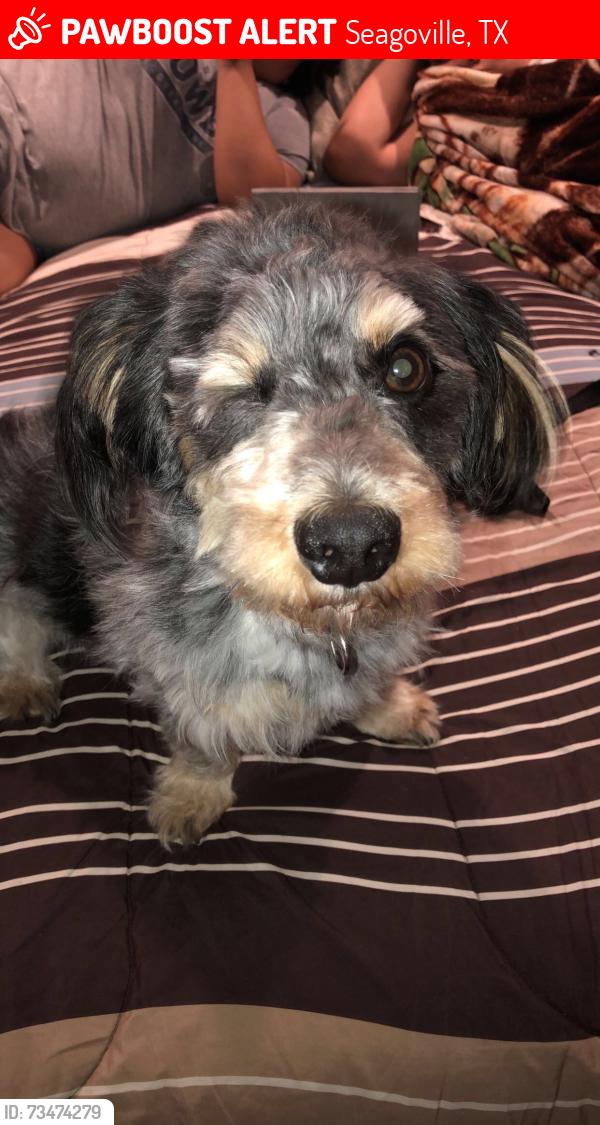 Lost Male Dog last seen Highland meadows, Seagoville, TX 75159