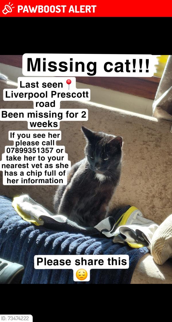 Lost Female Cat last seen St Anne church, Merseyside, England 