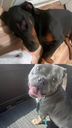 Lost Male Dog last seen Martin Mill Rd, Coweta County, GA 30259