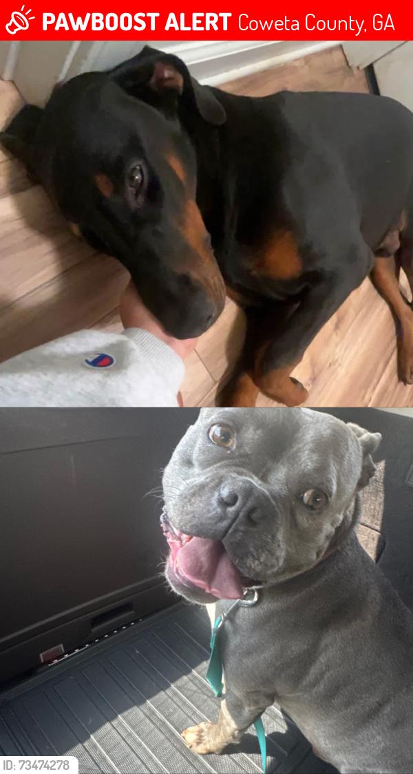 Lost Male Dog last seen Martin Mill Rd, Coweta County, GA 30259