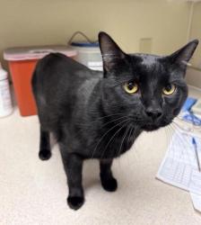 Shelter Stray Male Cat last seen Near 1st Avenue N, GREAT FALLS, MT, 59401, 1010 25th Ave NE, Great Falls, MT 59404, USA