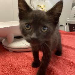 Shelter Stray Female Cat last seen Livermore, LIVERMORE, CA, 94550, 8323 Baldwin St, Oakland, CA 94621, USA
