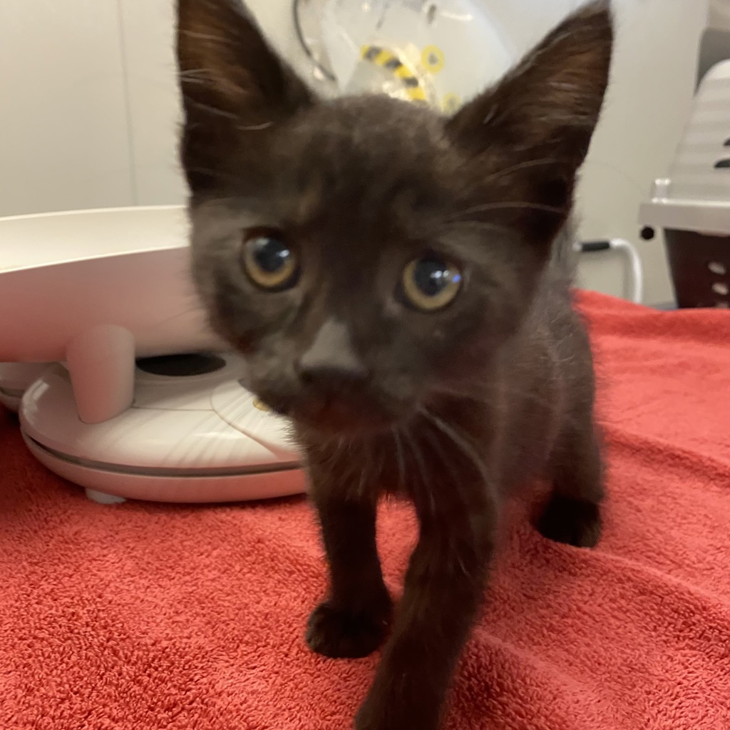 Shelter Stray Female Cat last seen Livermore, LIVERMORE, CA, 94550, 8323 Baldwin St, Oakland, CA 94621, USA