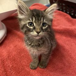 Shelter Stray Female Cat last seen Livermore, LIVERMORE, CA, 94550, 8323 Baldwin St, Oakland, CA 94621, USA