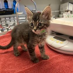 Shelter Stray Male Cat last seen Livermore, LIVERMORE, CA, 94550, 8323 Baldwin St, Oakland, CA 94621, USA