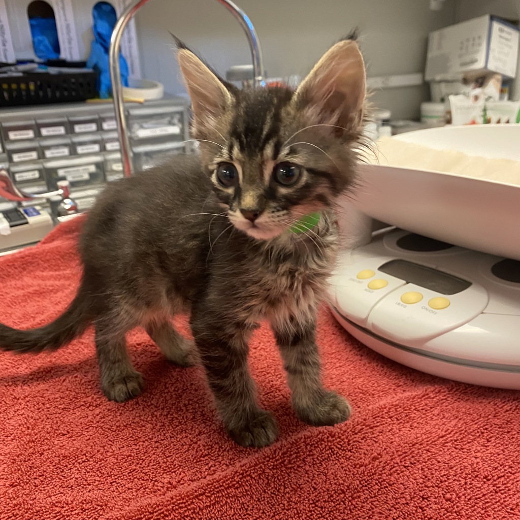 Shelter Stray Male Cat last seen Livermore, LIVERMORE, CA, 94550, 8323 Baldwin St, Oakland, CA 94621, USA