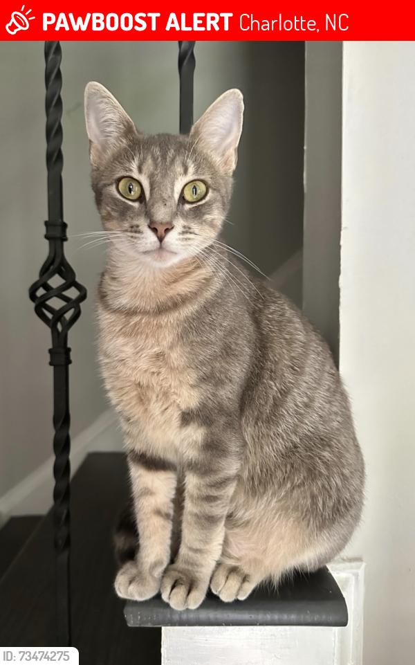 Lost Female Cat last seen Weddington Rd, Charlotte, NC 28270
