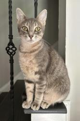 Lost Female Cat last seen Weddington Rd, Charlotte, NC 28270