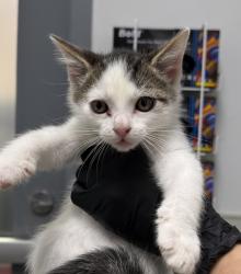 Shelter Stray Male Cat last seen San Diego, CA, 92154, Escondido, CA 92027, USA