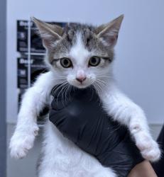 Shelter Stray Female Cat last seen San Diego, CA, 92154, Escondido, CA 92027, USA