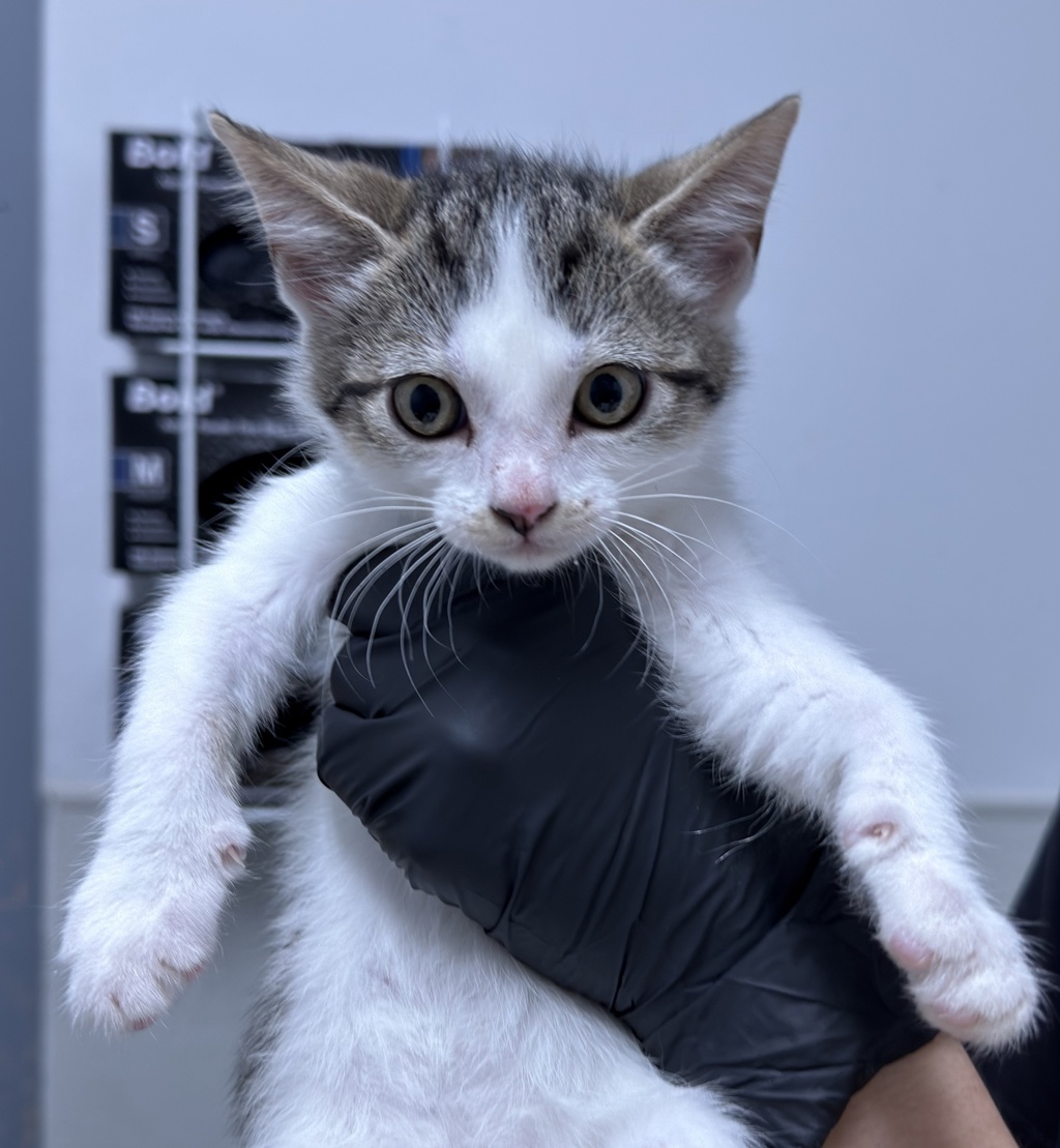 Shelter Stray Female Cat last seen San Diego, CA, 92154, Escondido, CA 92027, USA