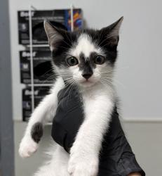 Shelter Stray Male Cat last seen San Diego, CA, 92154, Escondido, CA 92027, USA